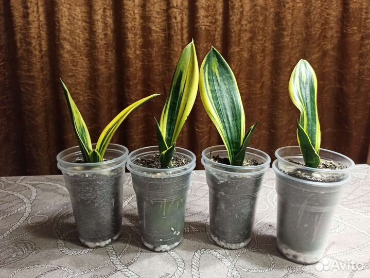 Сансевиерия сортовая