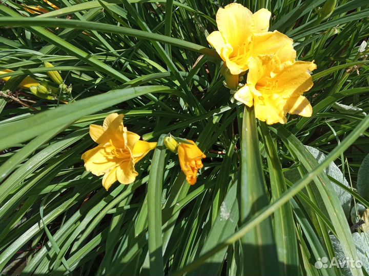 Многолетние садовые растения