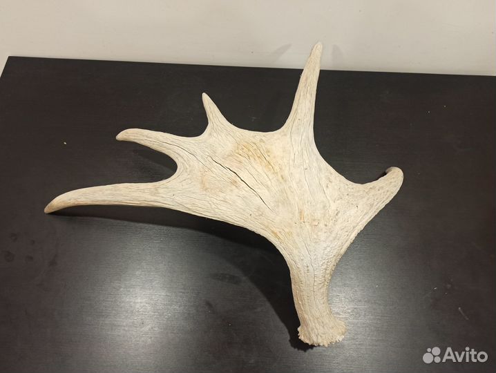 Продам рог лося