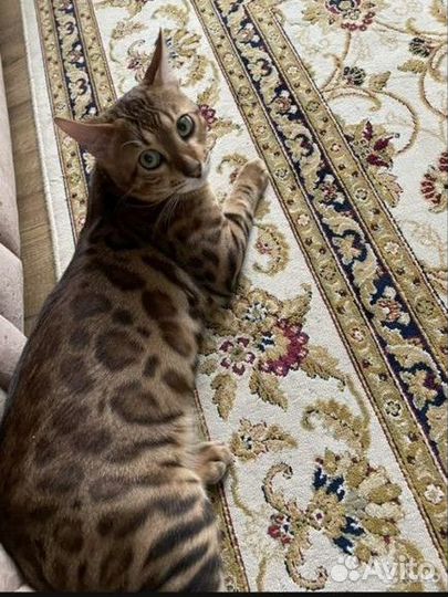 Бенгальский кот вязка