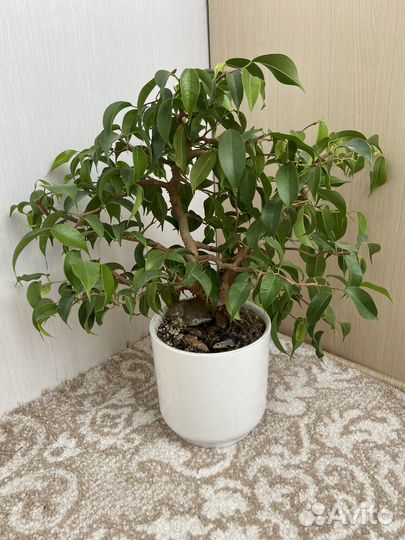 Фикус вианди