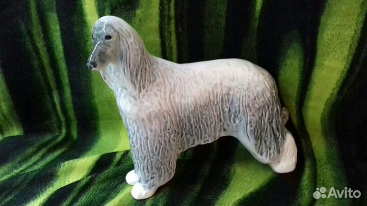 Афганская борзая. лфз