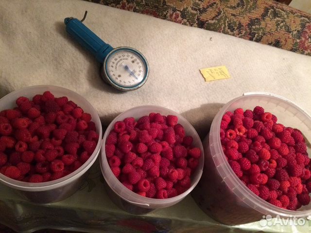 Полинка сладкая малинка. Ведро малины. Авито малина. Закажи малиновые. Авито малина.