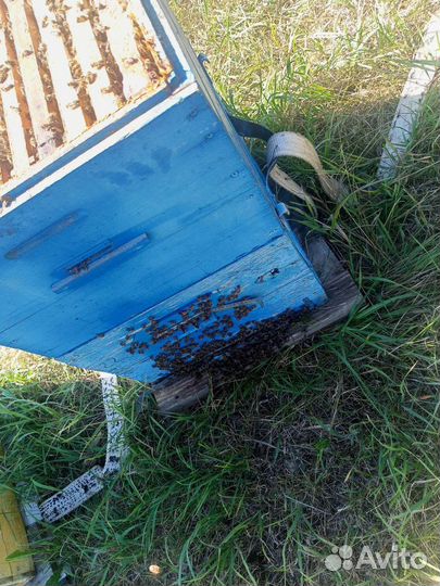 Продам пчелосемьи