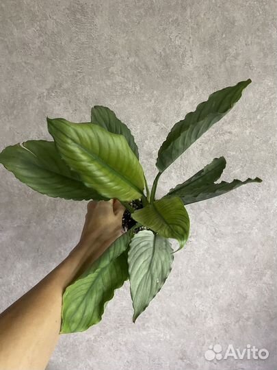 Спатифиллумы сортовые