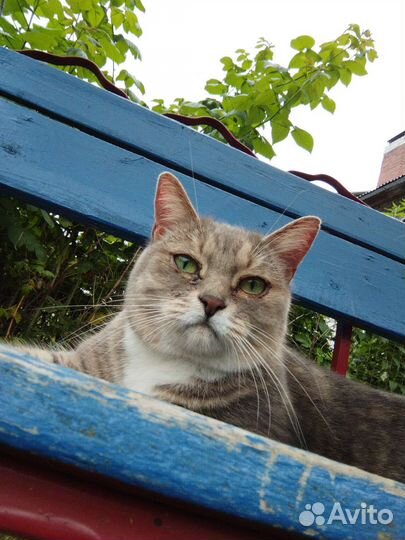 Кошка в дар