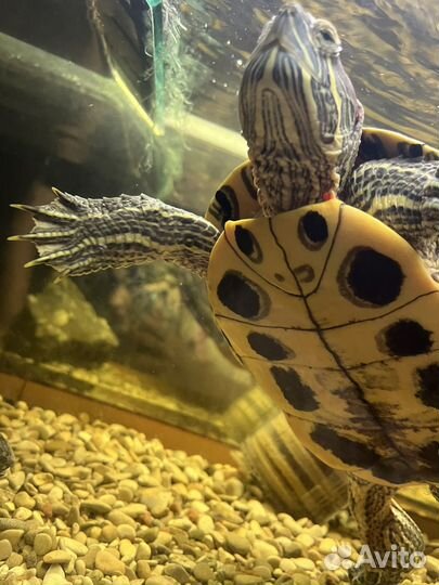 Черепаха с аквариумом