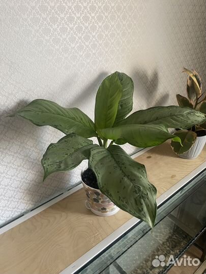 Домашние цветы