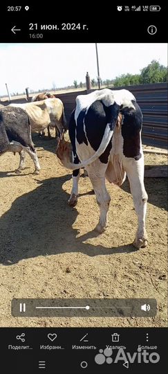 Продам коров
