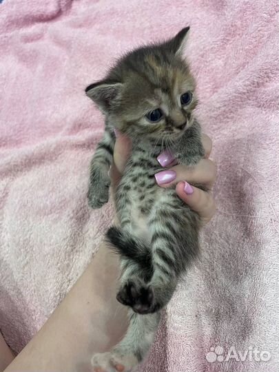 Котенок в дар бесплатно