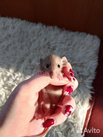 Крысята дамбо