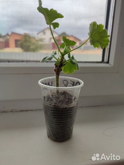 Пеларгония герань сортовая Ред Пандора