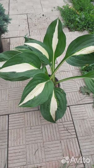 Хосты укоренные