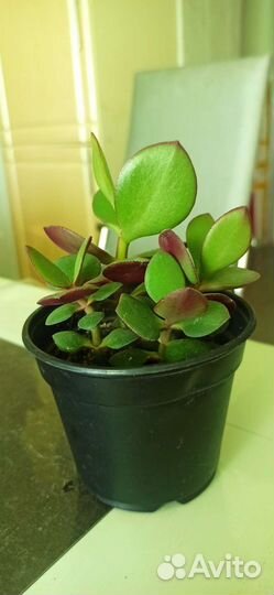 Денежное дерево