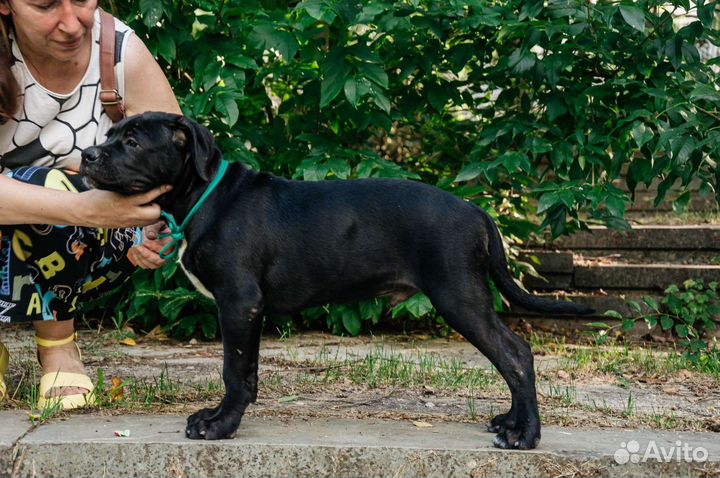 Собаки щенки