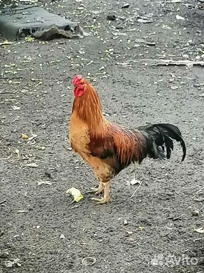 Петухи