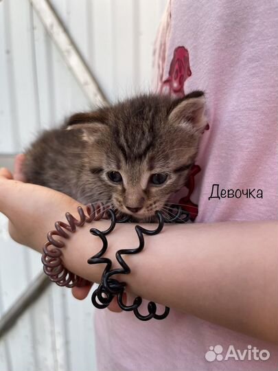 Отдам брошенных котят в добрые руки метисы
