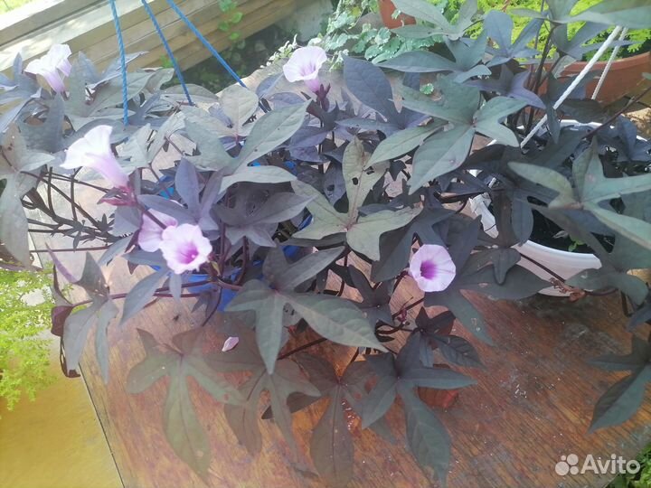 Ипомея батат