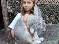 Кролики: Ризен, Фландр, Калифорния/ Мясо кролика