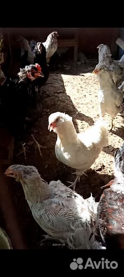 Куры 500р
