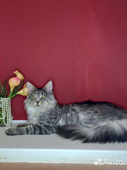 Котята мейн-кун продажа