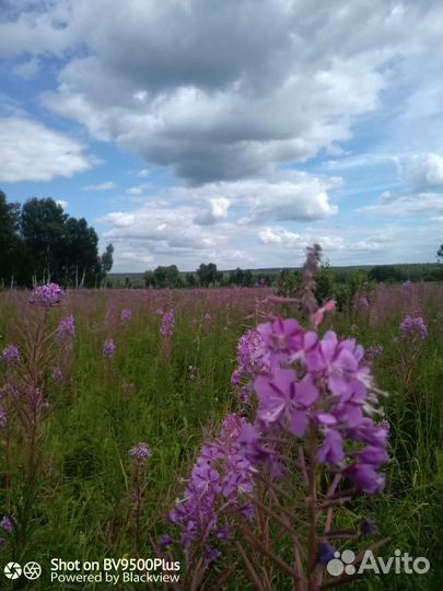 Иван чай оптом