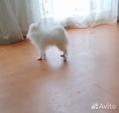 Померанский шпиц