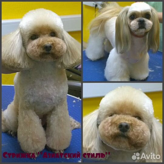 Выезд на дом. Стрижка собак и кошек без наркоза