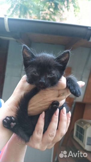 Отдам котят в добрые и заботливые и руки