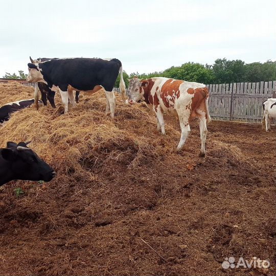 Молодняк крс