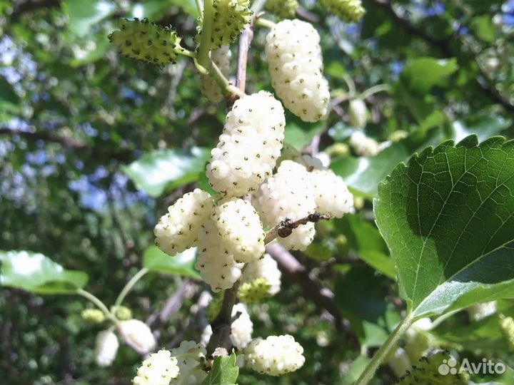 Саженцы Шелковицы Белая Стамбульская