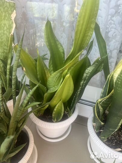 Сансевиерии сортовые с детками