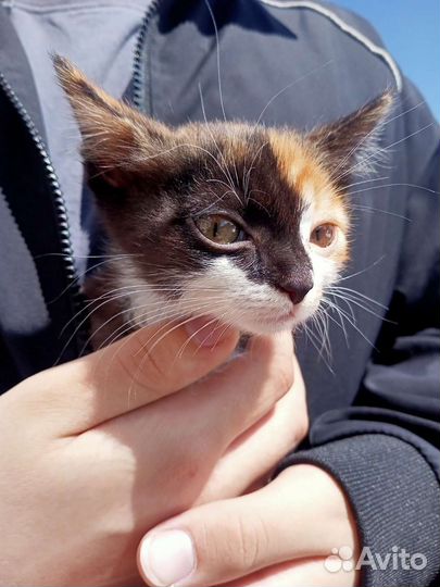 Красивый котёнок мальчик