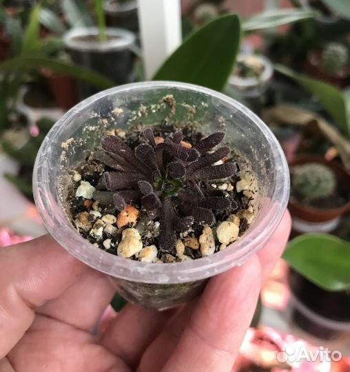 Суккуленты Crassula
