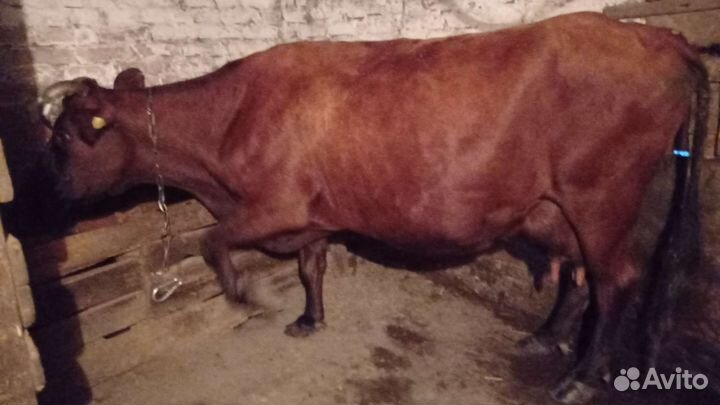 Корова стельная дойная