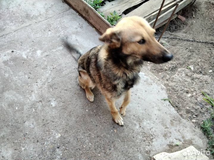 Собака в добрые руки