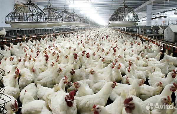 Куры несушки