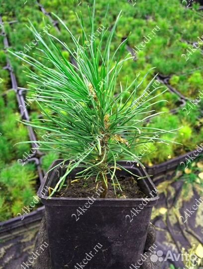 Саженцы сибирского кедра