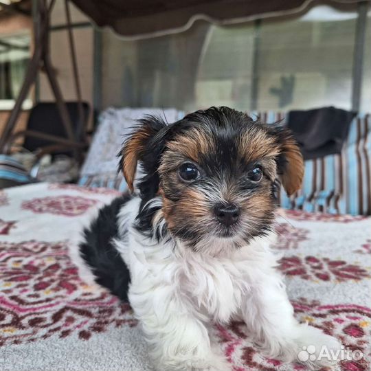 Йоркширский терьер бивер