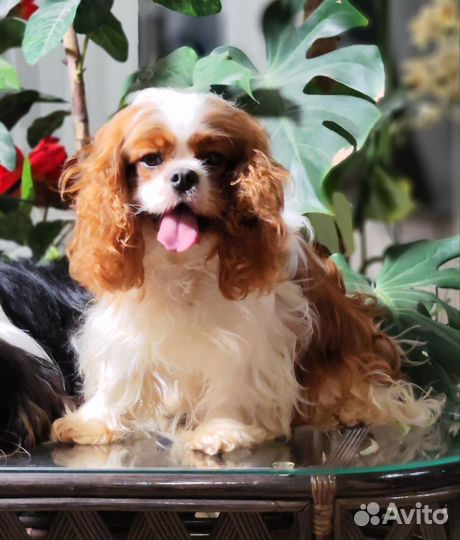 Девочки красавицы РКФ