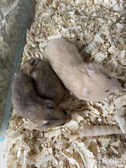 Сирийский хомяк