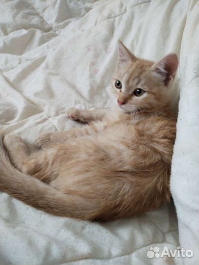 Кошка в дар