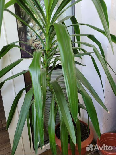 Пальма юкка