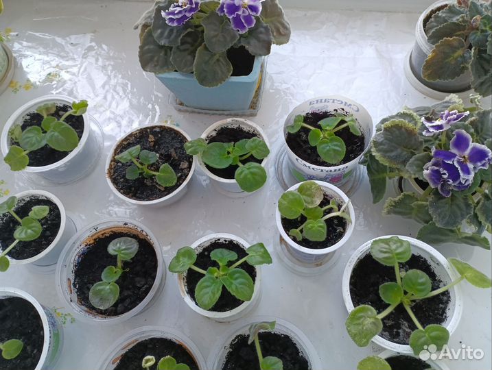 Детки сортовой фиалки