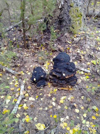 Чага чаге рознь