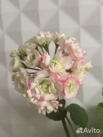 Герань пеларгония розебудная