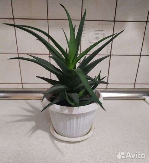 Цветы Хавортия, фикус Бенджамина