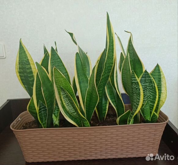 Комнатные растения