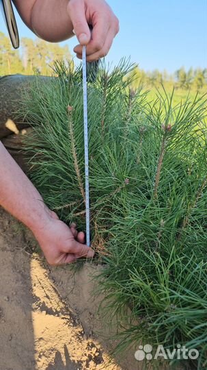 Сеянцы сосны обыкновенной окс от производителя