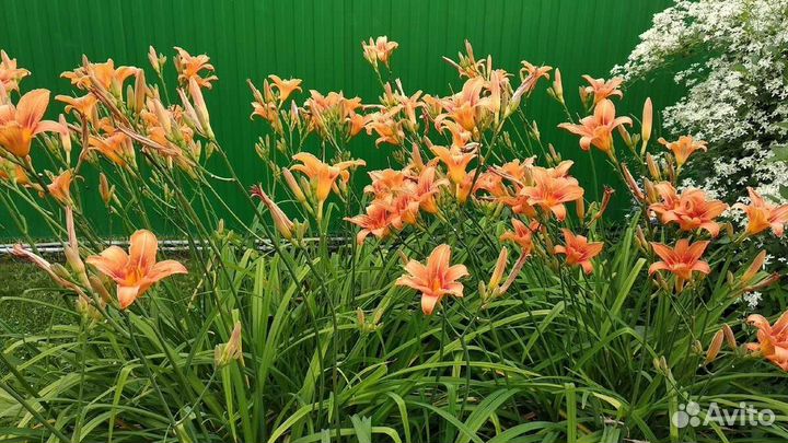 Многолетние растения для сада (дачи), огорода